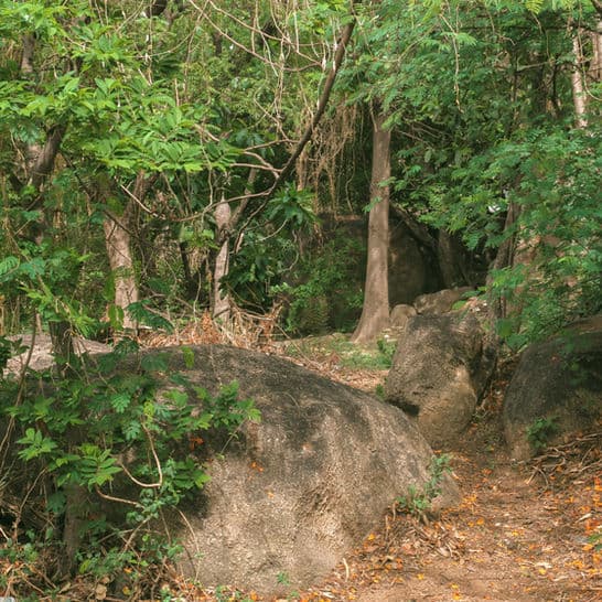 This forest is in the campus